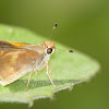 Umber Skipper?