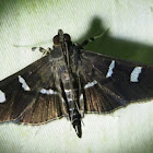 Mournful Desmia Moth