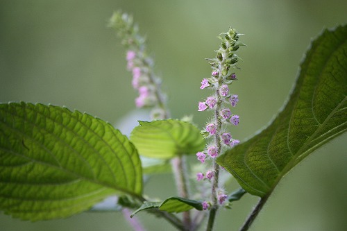 フツウの生活 レモンエゴマって