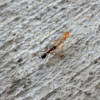 Ant carrying a may fly