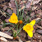 Snow Crocus