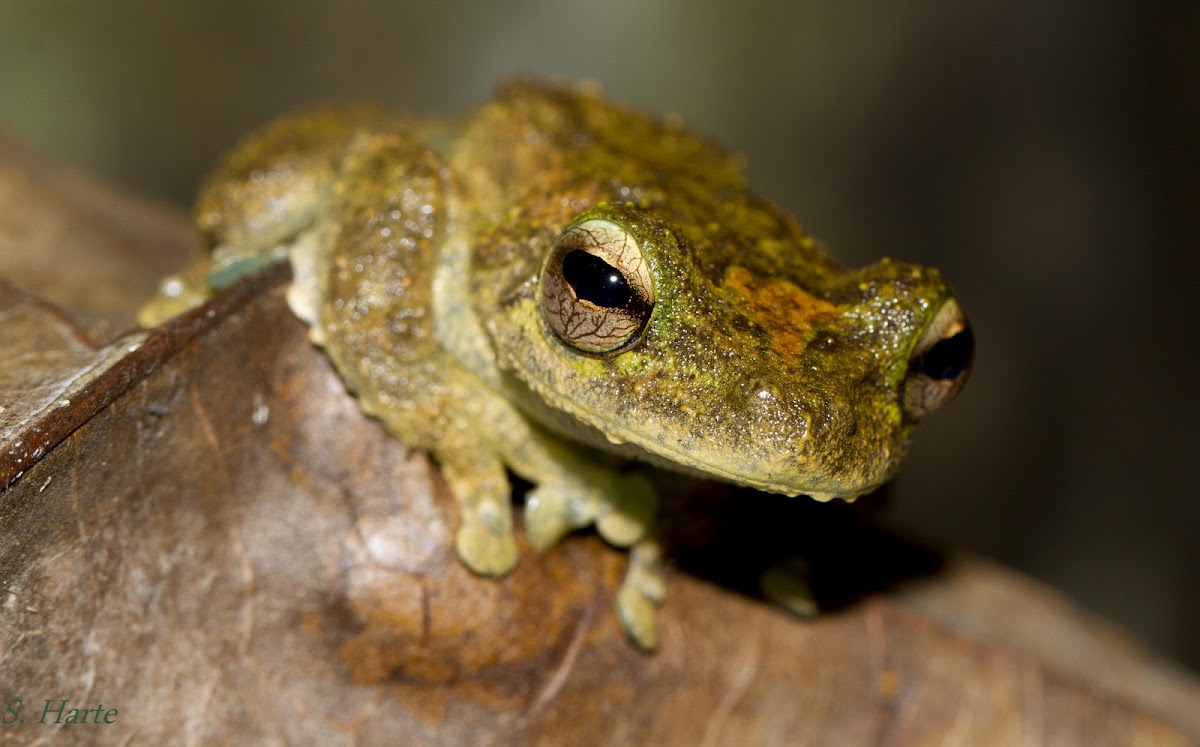 Green-eyed Treefrog