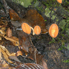Hairy Cup Fungi