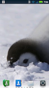 Free Download Adorable Penguins Wallpaper APK for Android