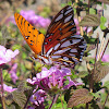 Gulf Fritillary