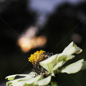by Octo Winarto - Flowers Single Flower