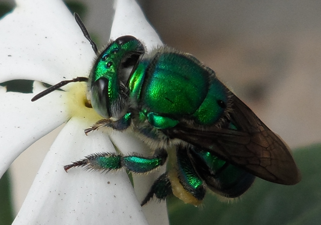 Green orchid bee