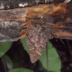 Erebid Moth