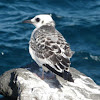 Swallow-tailed Gull (juvenile)