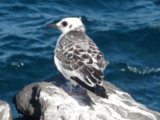 Swallow-tailed Gull (juvenile)