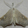 White-spotted Redectis Moth