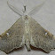 White-spotted Redectis Moth