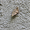 Albizia Defoliator Moth