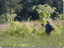 giant_hogweed_granville