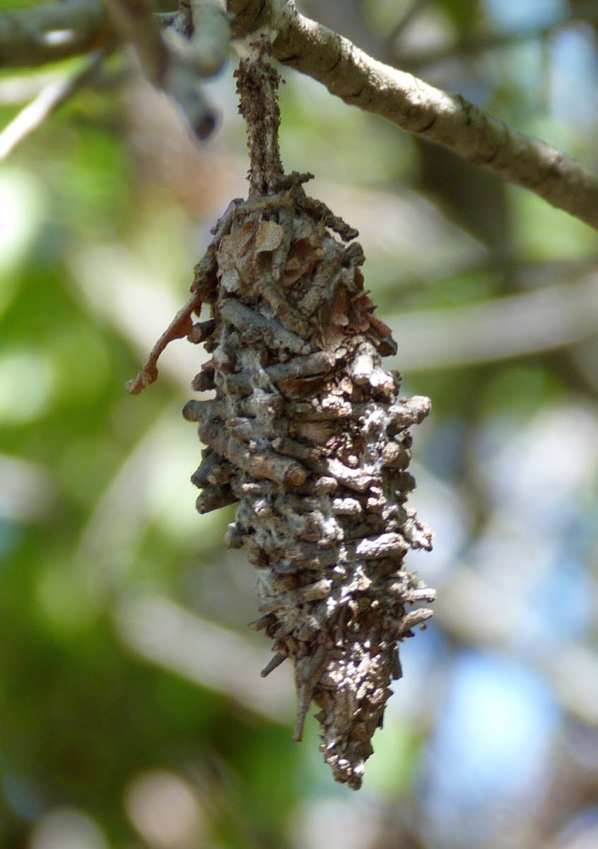 Bagworm Moth (cocoon)