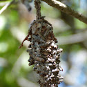 Bagworm Moth (cocoon)