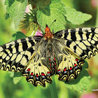 Southern Festoon-Papilionidae