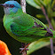 Blue Dacnis (saí-azul)