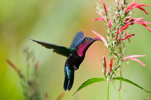 A purple throated carib on St. Lucia in the Caribbean.