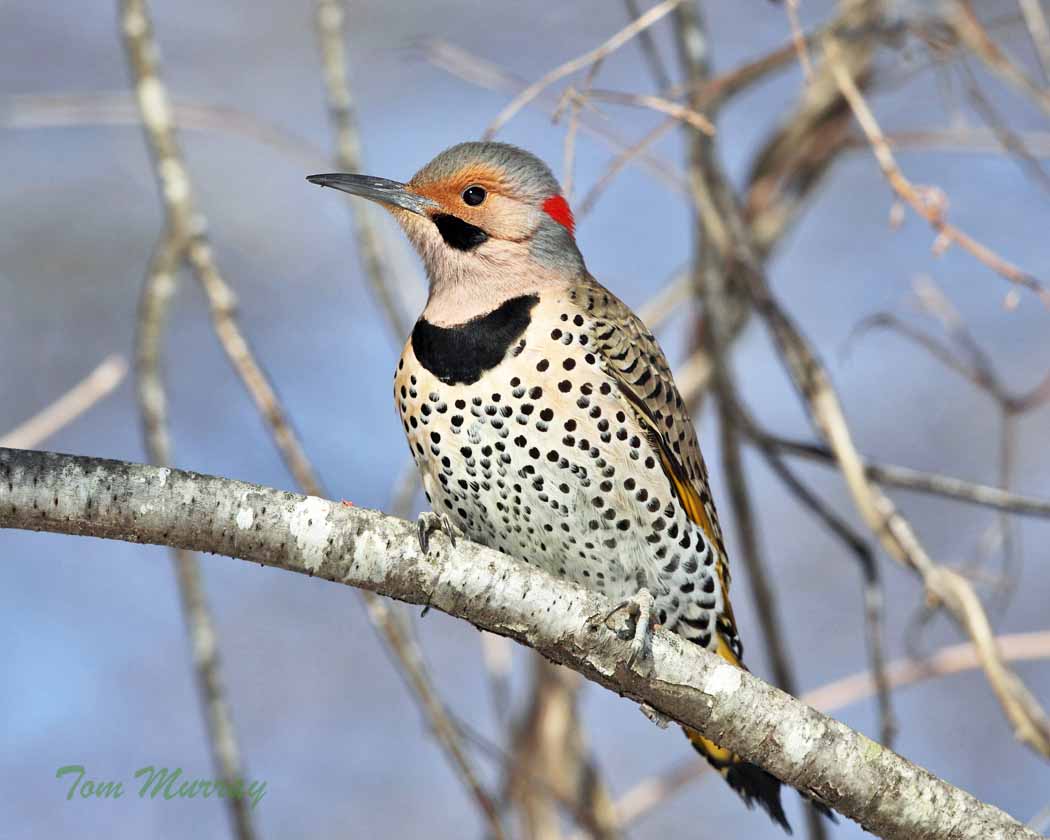 Northern Flicker "yellow-shafted"