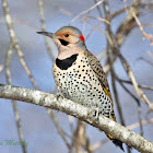 Northern Flicker "yellow-shafted"
