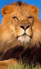 Animals Live HD wallpapers