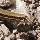 Horvath's rock lizard