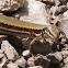 Horvath's rock lizard