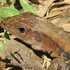 Delicate whiptail lizard