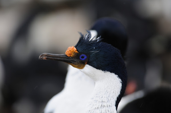 Imperial Shag / Blue-eyed Shag | Project Noah