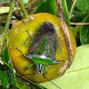 Citrus Stink Bug