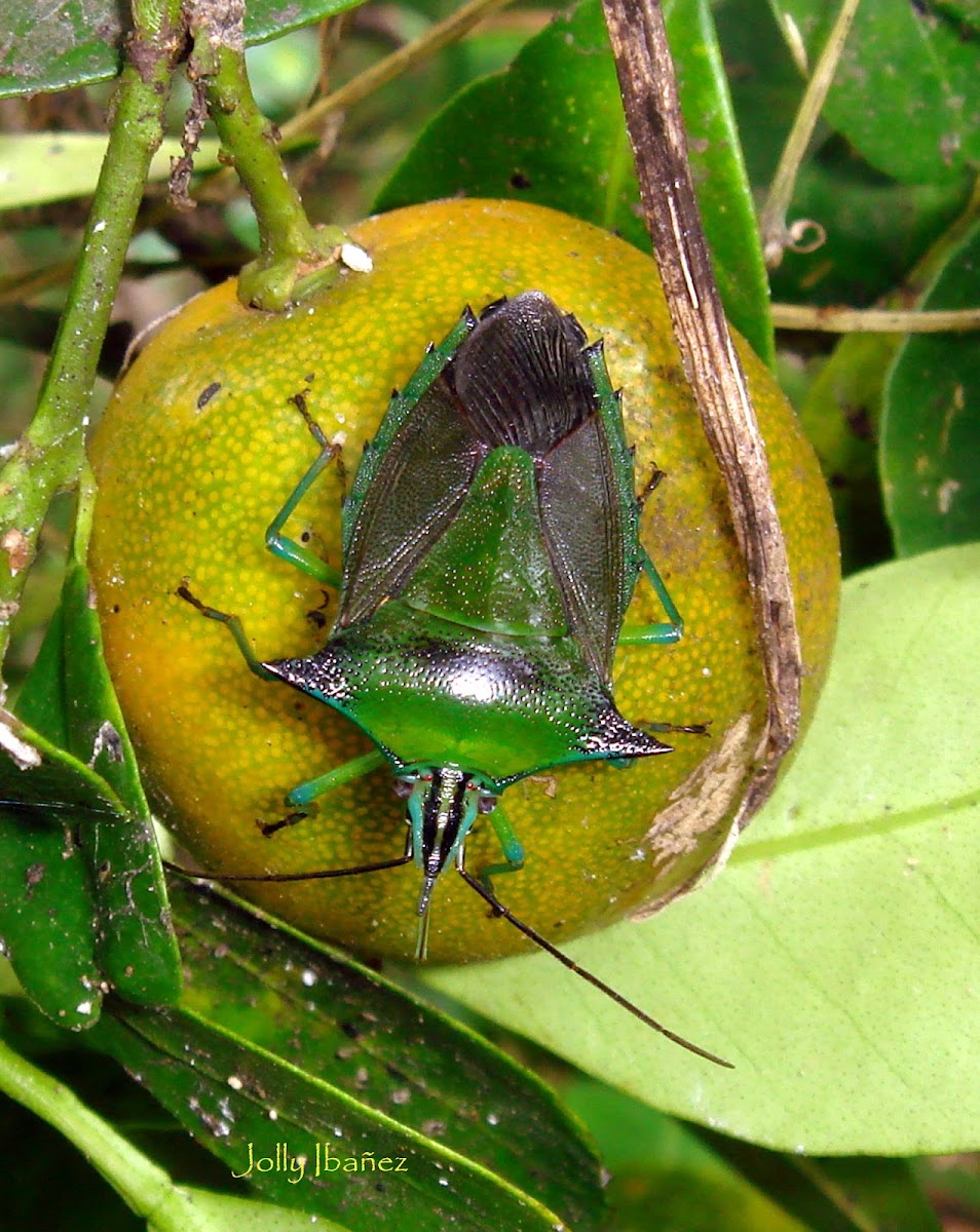 Citrus Stink Bug Project Noah
