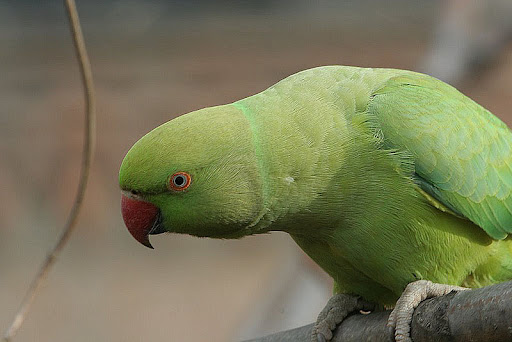 Come Addomesticare Un Parrocchetto Dal Collare
