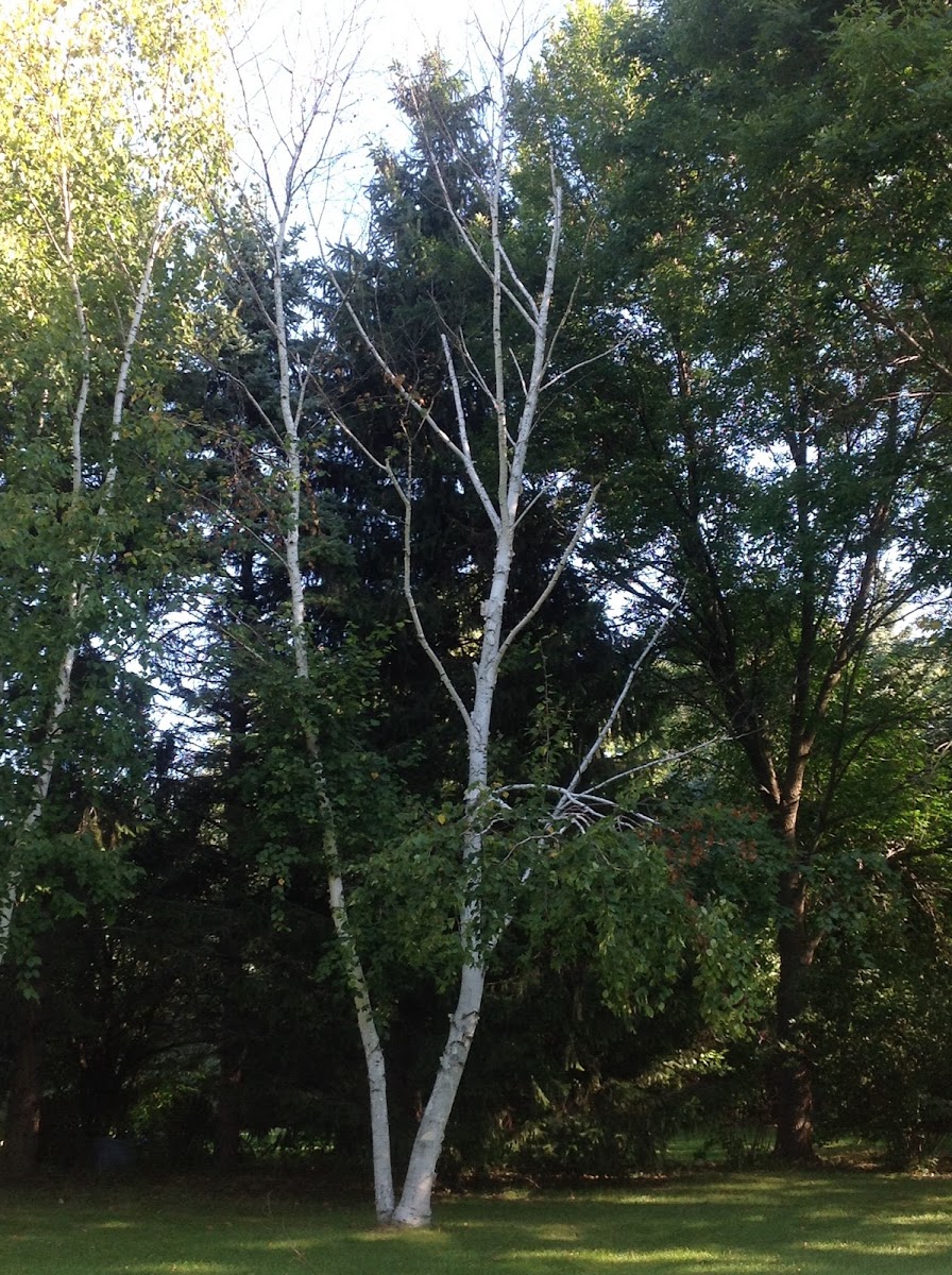 Whitebarked Himalayan Birch
