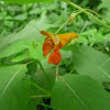 orange jewelweed