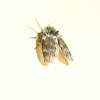 Moth-fly