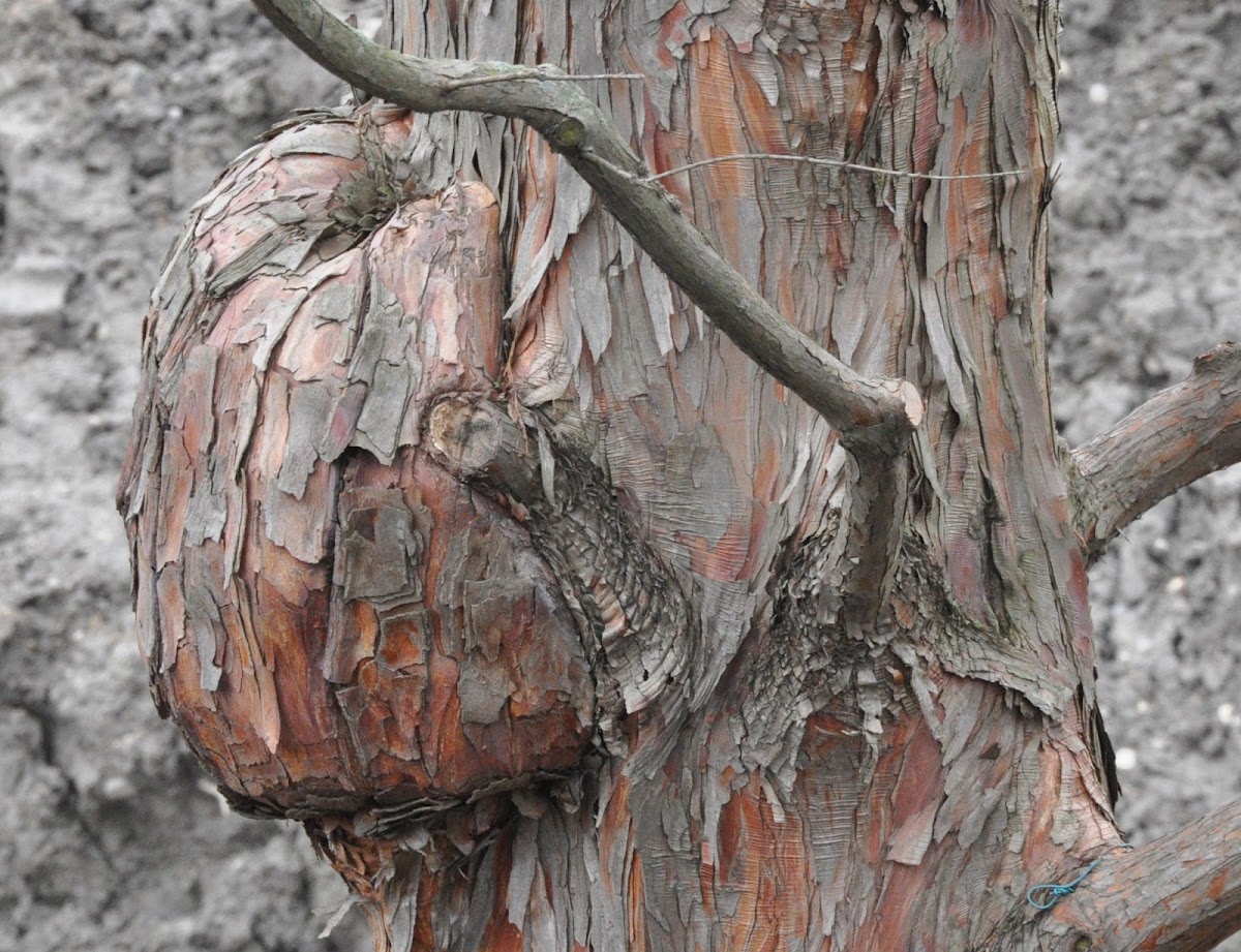 Burl on Bald Cypress