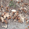 American Sweetgum Seed Balls