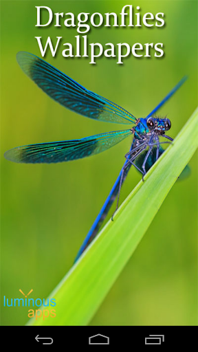 Dragonflies Live Wallpaper