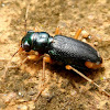 Ground beetle