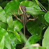 Striped Basilisk, Brown Basilisk (juvenile)