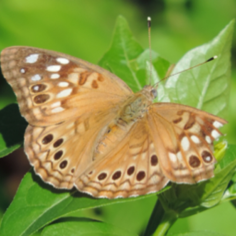 Hackberry Emperor Project Noah