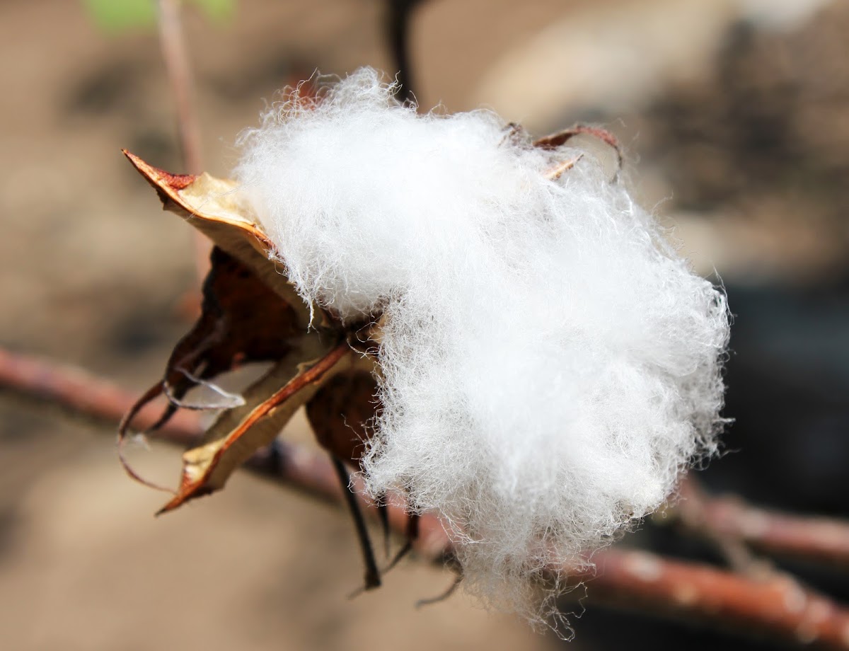 Mexican Cotton