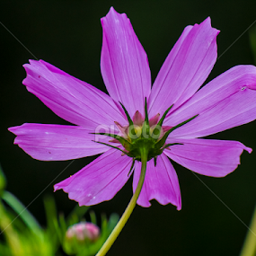 by Abdelmoumen Taoutaou - Flowers Single Flower