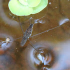 Water Strider