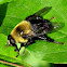 Bee-like Syrphid