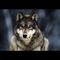 Wolf Wallpaper , 壁紙 オオカミ logo