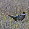 Ring-Necked Pheasant - Male