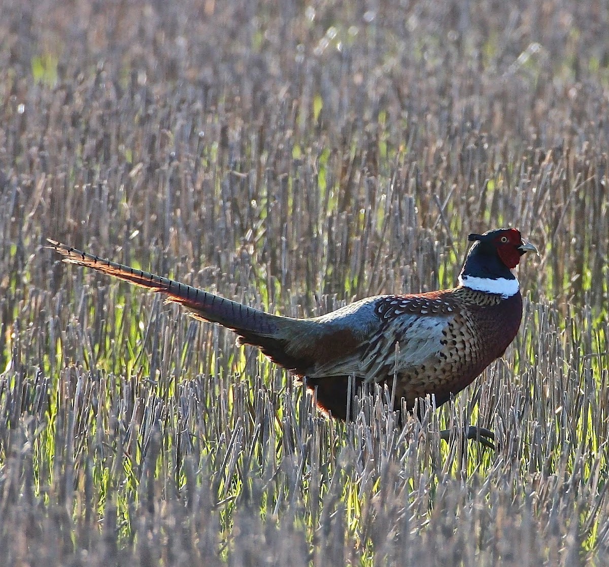 Ring-Necked Pheasant - Male