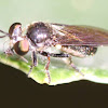 Asilid Robber Fly